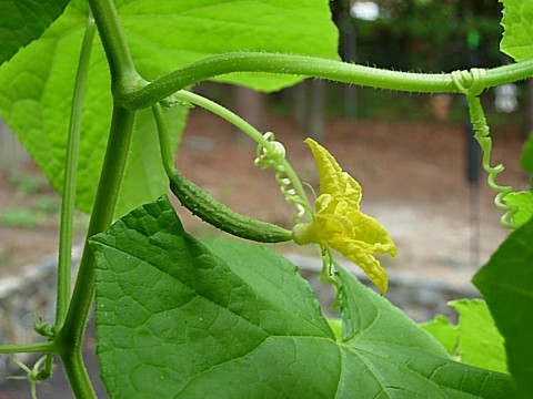 Wanneer en hoe komkommerzaailingen op de juiste manier in een kas of kas te planten