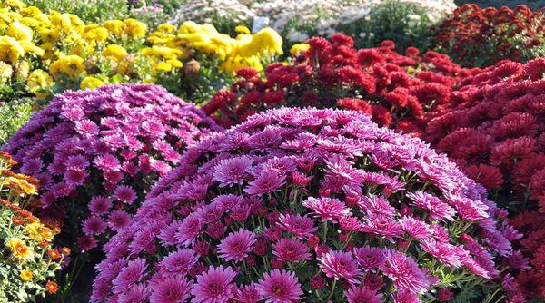 Chrysanthemenblüte