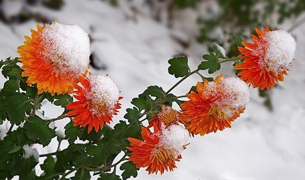 chryzantémy v zimě