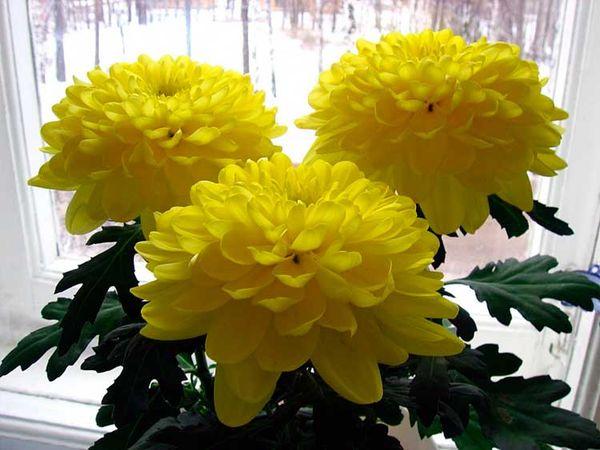 gele chrysanten