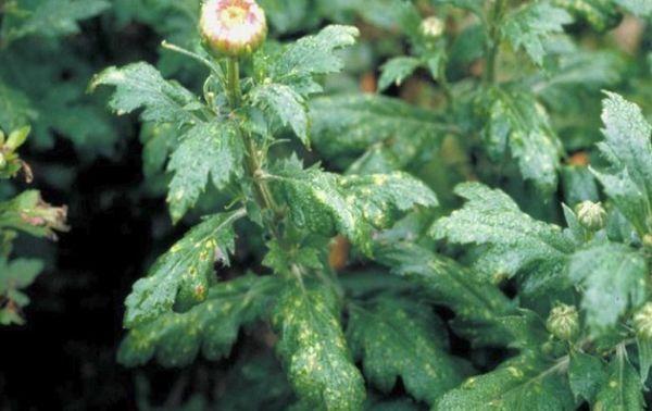 Chrysanthemenkrankheiten