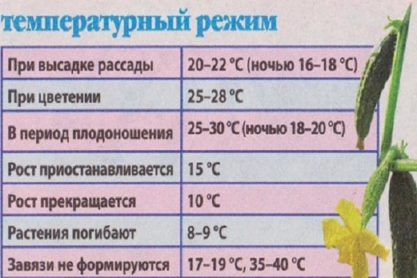 Bodentemperatur