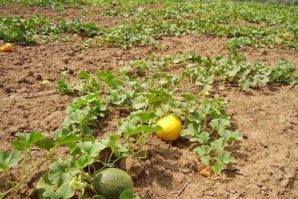 plantas de melão