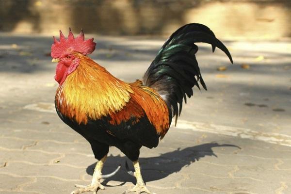 coq d'or