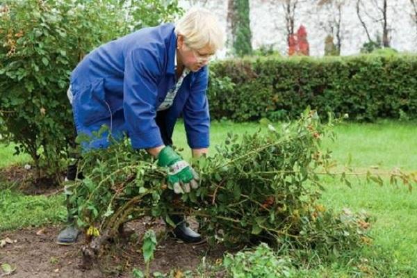 problemen met de bloem 