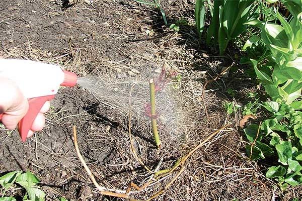 spray the cuttings 