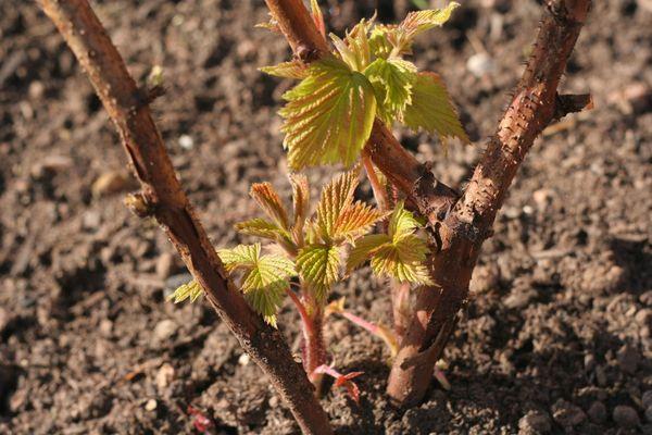 Raspberry stem