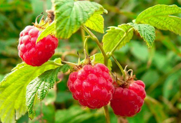 Red raspberry