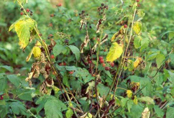 Getrocknete Himbeeren