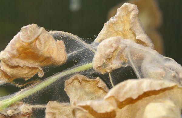 Feuilles sèches