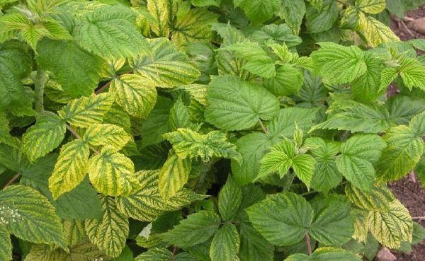 Chlorose bei Himbeeren