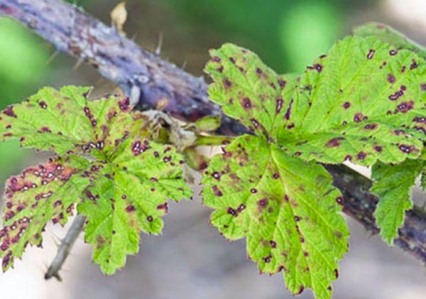 Anthracnose in Himbeeren