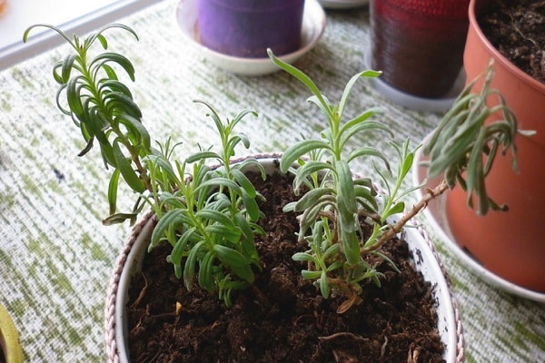 dry rosemary