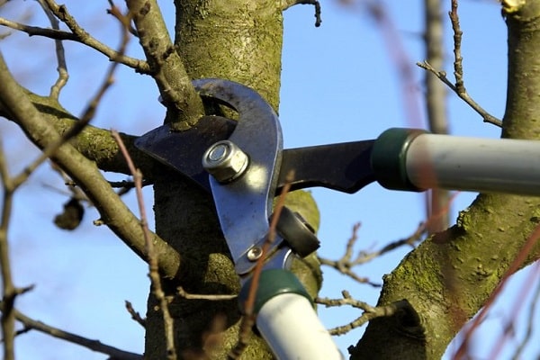 tree pruning 