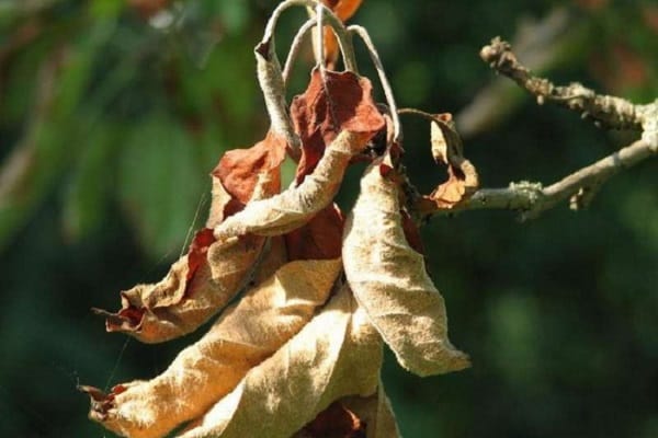 apple trees are drying