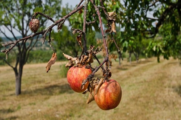 augļu koki