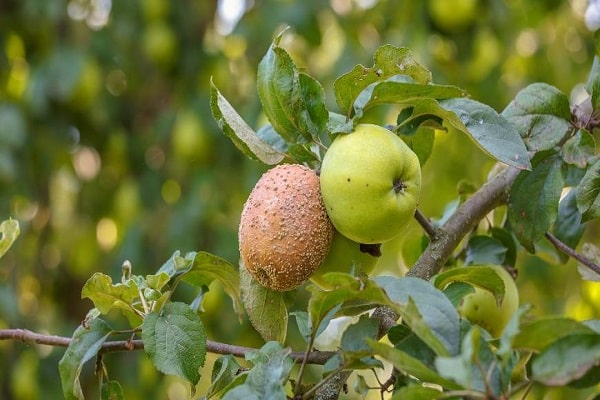 zwei Äpfel 