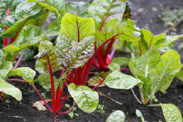 planté en profondeur