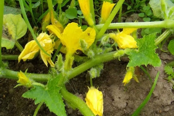 gold blomst på zucchini