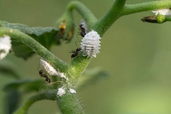 plaga en una flor 