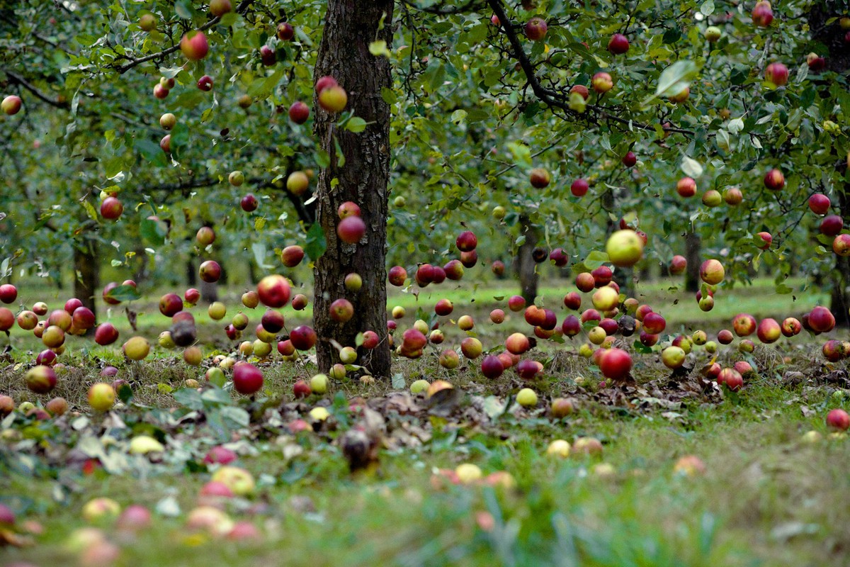 vallende appels