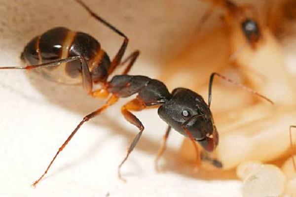mravenčí hlodavec 