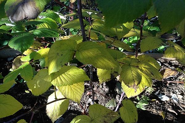 séchage des framboises 