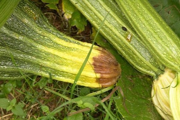 Zucchini verrottet