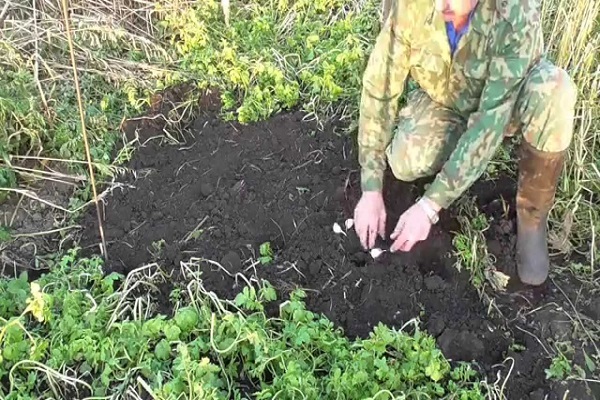 green manures are sown