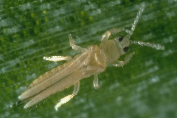 thrips de l'oignon