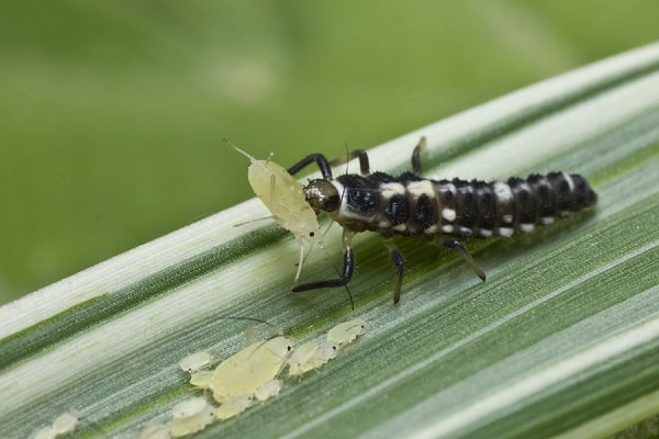 arrosage adéquat