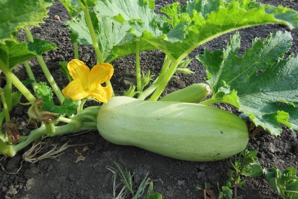 big zucchini in the garden