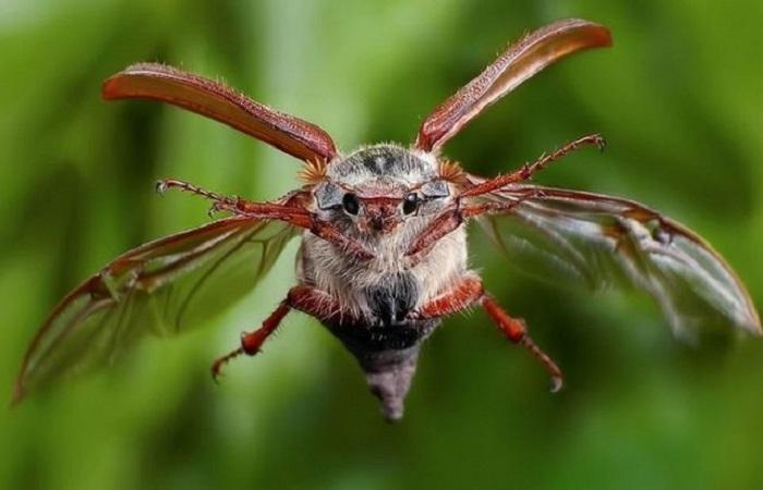 fliegender Käfer 