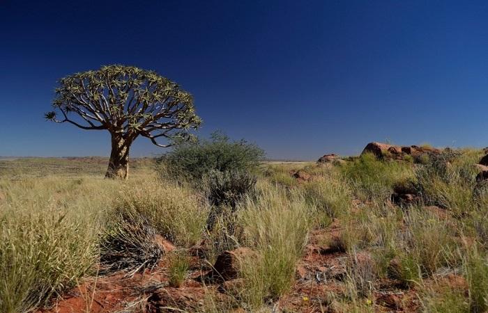 árvore no deserto 