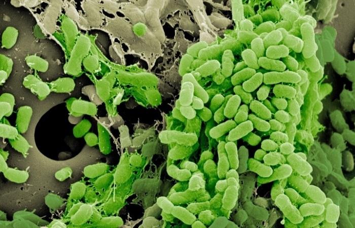 zelené mikroby 