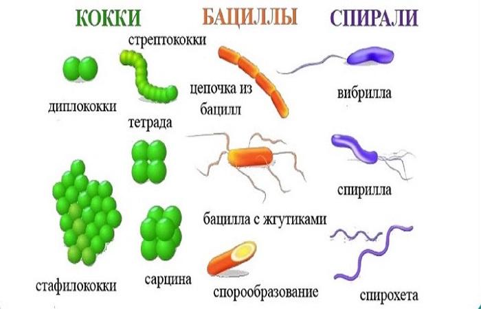 облици бактерија 