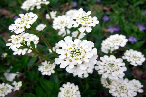 iberis subshrub