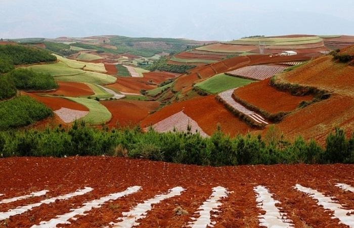 κόκκινα πεδία 