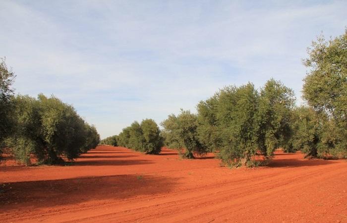 tierra roja 