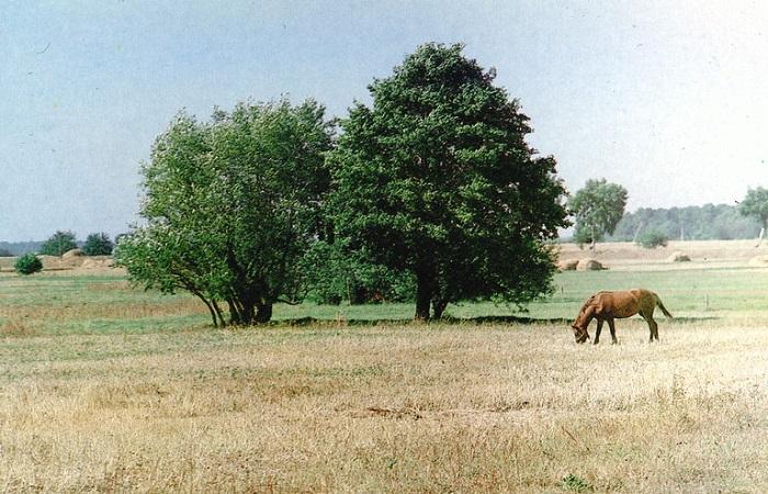 paard bij de boom 