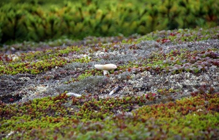 vegetation on earth 