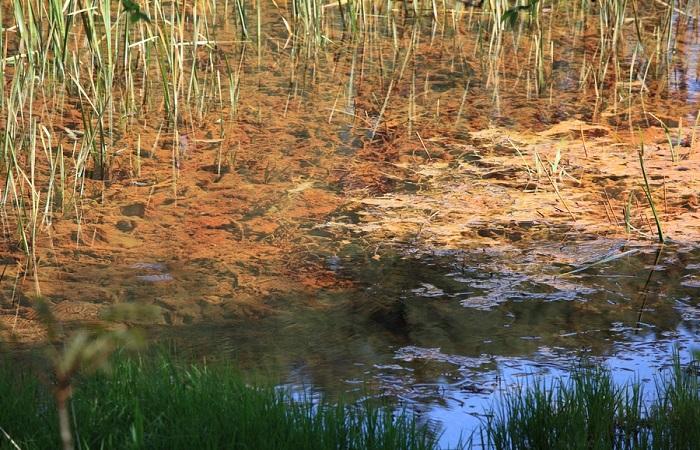 bog peatlands 