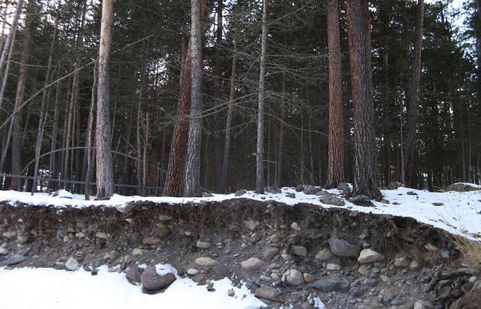 snow in the forest