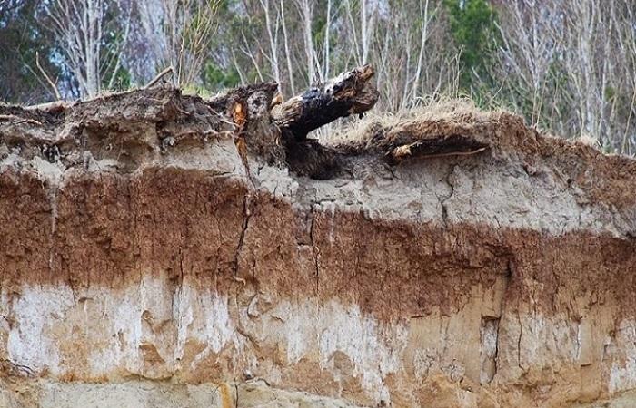 log from tree