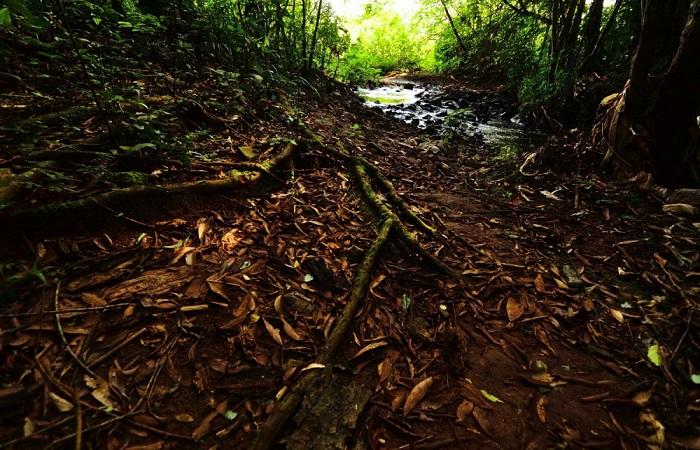 soil with leaves 