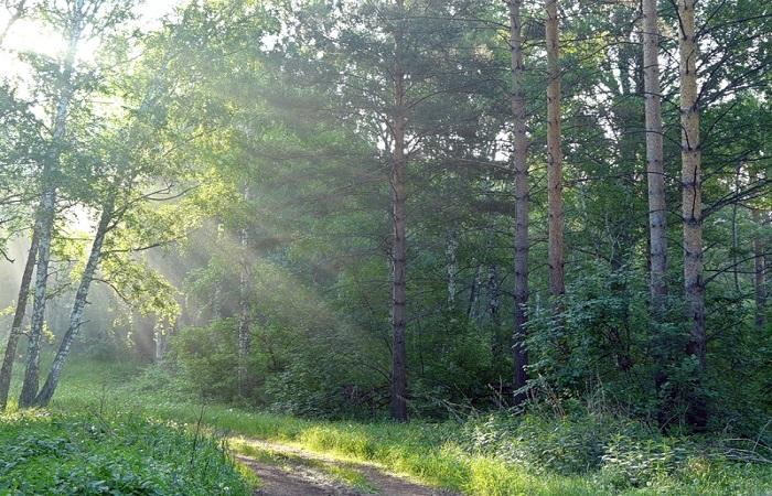 morning in the forest