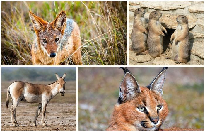 dieren uit de steppe 