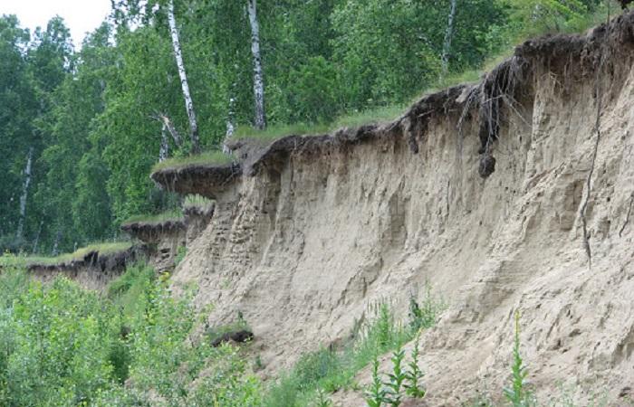 cliff and birch trees 