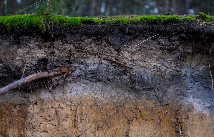 roots sticking out 