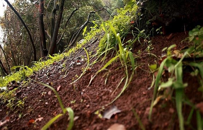 pendiente en el bosque 